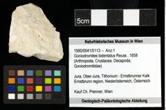 Foto (Objekt + Etiketten) von Goniodromites bidentatus (Reuss, 1858) 